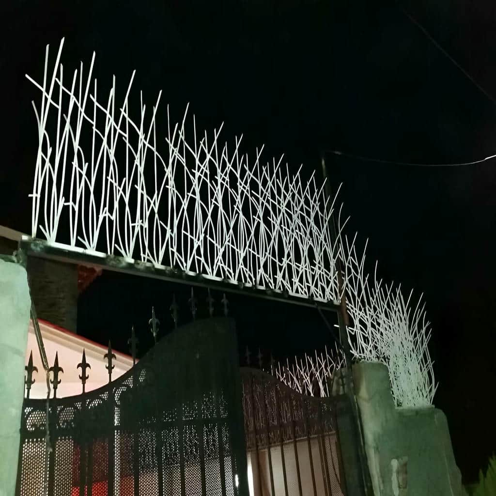 حفاظ شاخ گوزنی دیوار ساختمان در استان گیلان