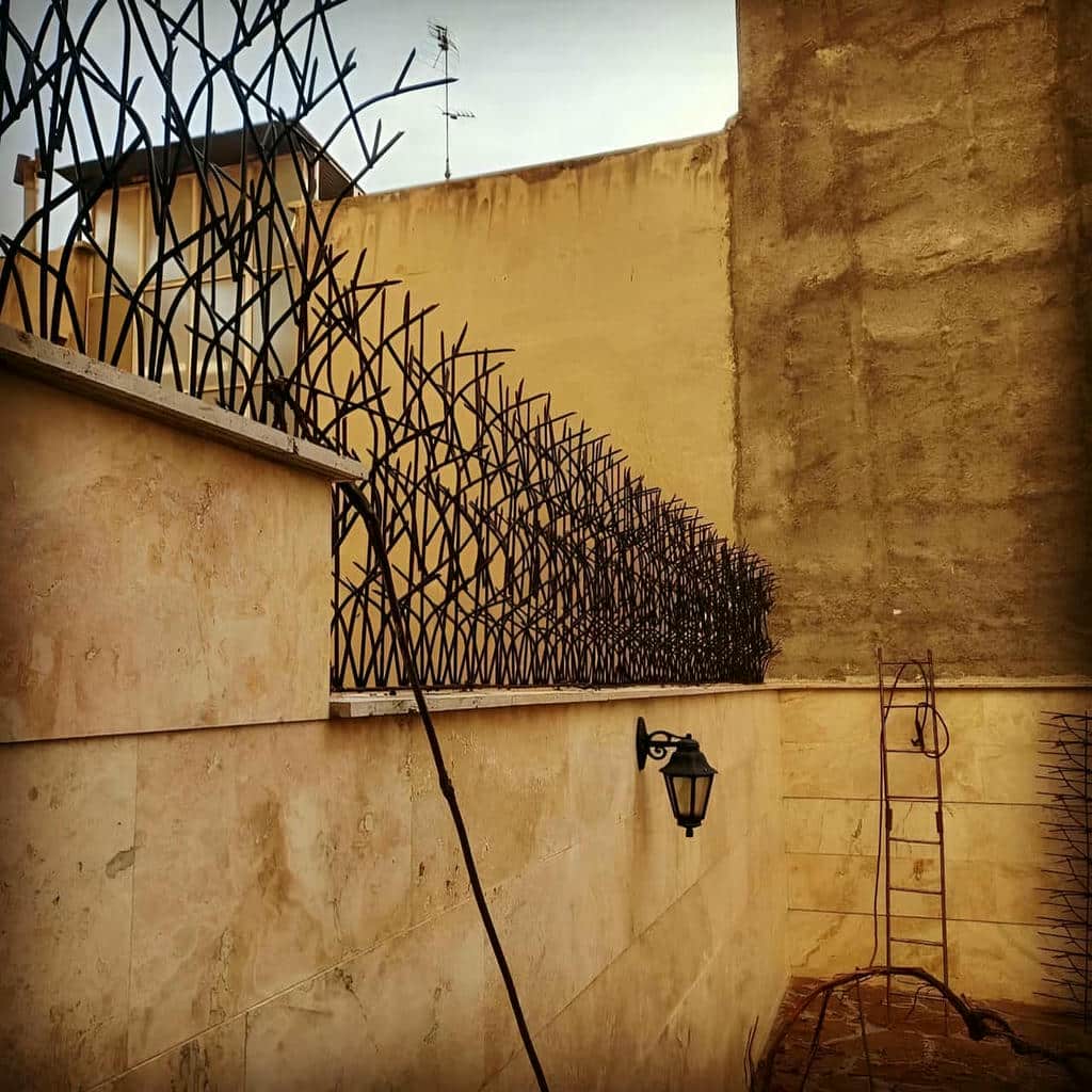 حفاظ شاخ گوزنی دیوار ساختمان در بندر بوشهر