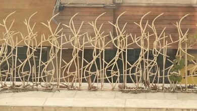 حفاظ شاخ گوزنی دیوار ساختمان در بندرعباس