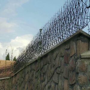 حفاظ شاخ گوزنی دیوار ساختمان در بندر انزلی