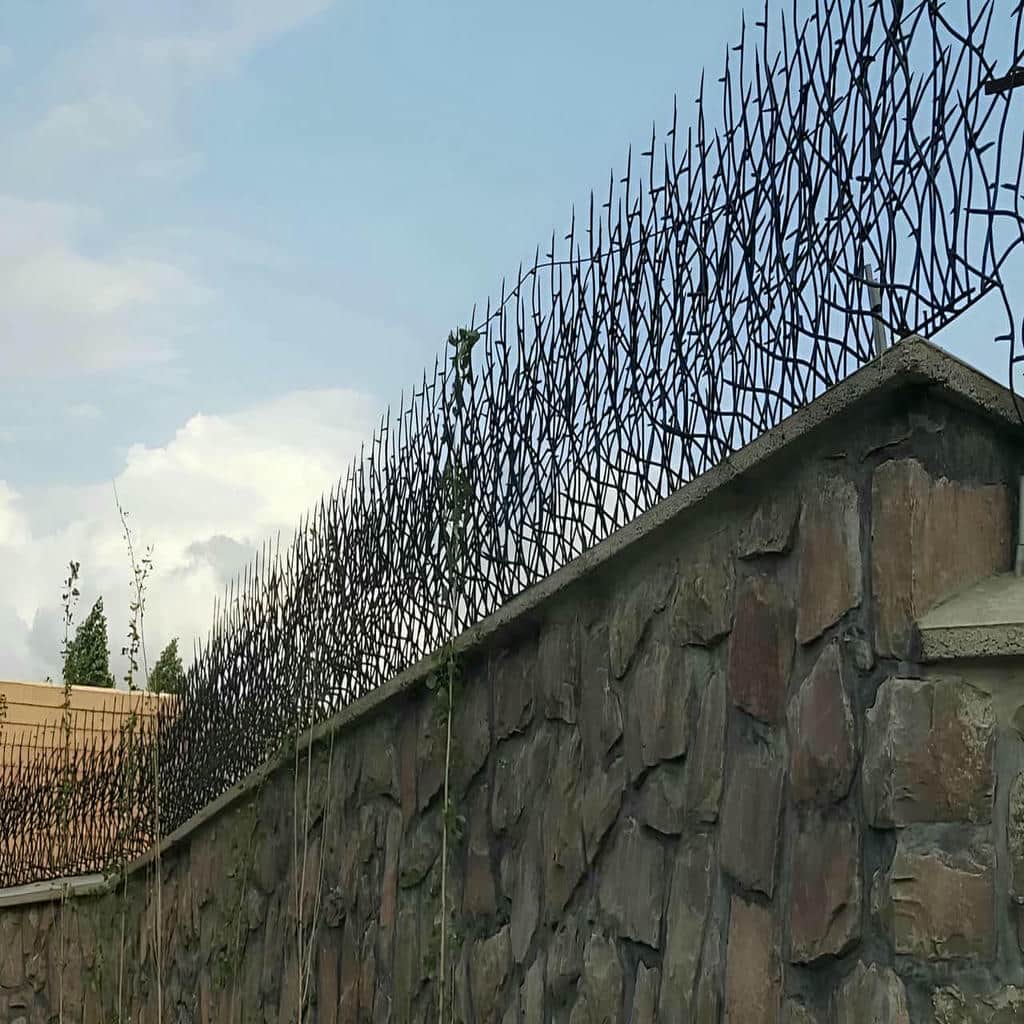 حفاظ شاخ گوزنی دیوار ساختمان در بندر انزلی